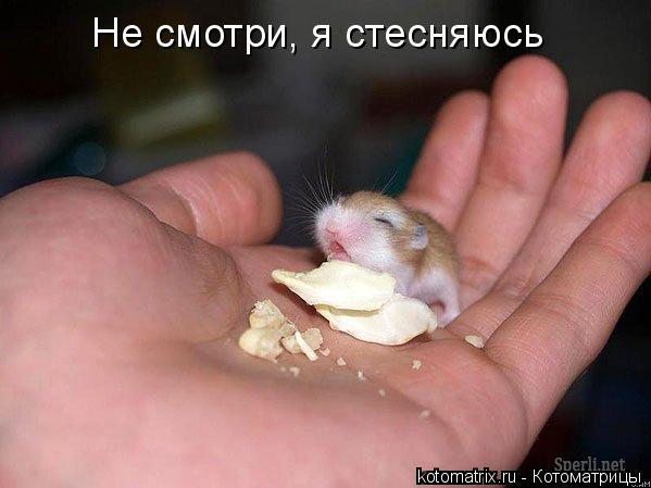 Котоматрица: Не смотри, я стесняюсь