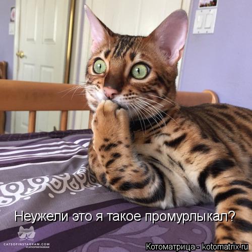 Котоматрица: Неужели это я такое промурлыкал?