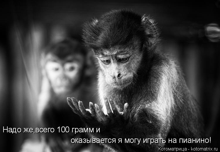 Котоматрица: Надо же,всего 100 грамм и  оказывается я могу играть на пианино!