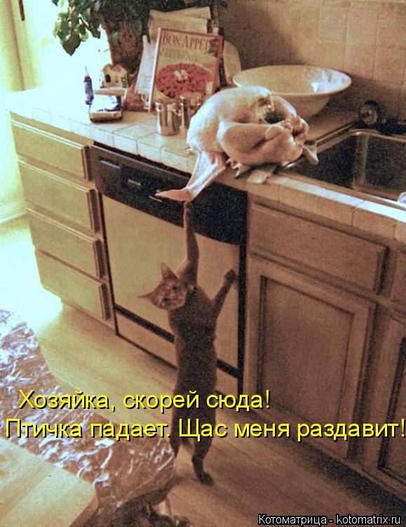 Котоматрица: Хозяйка, скорей сюда! Птичка падает. Щас меня раздавит!