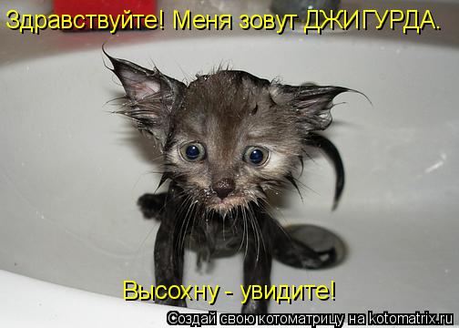 Котоматрица: Здравствуйте! Меня зовут ДЖИГУРДА. Высохну - увидите!