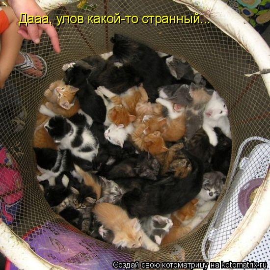 Котоматрица: Дааа, улов какой-то странный...