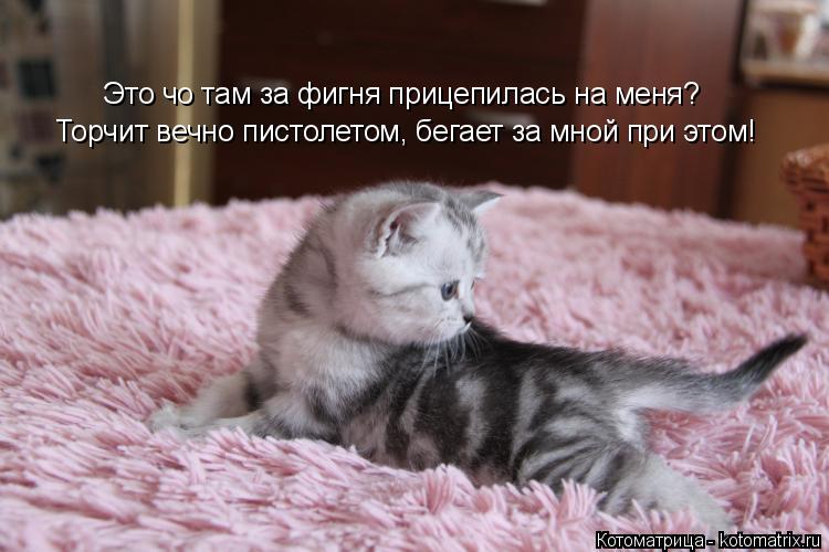 Котоматрица: Это чо там за фигня прицепилась на меня? Торчит вечно пистолетом, бегает за мной при этом!