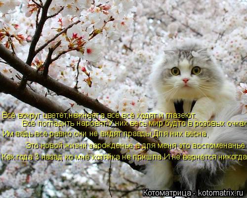 Котоматрица: Им ведь всё равно,они не видят правды.Для них весна, Как года 3 назад ко мне хозяйка не пришла.И не вернётся никогда... Это новой жизни зарожде