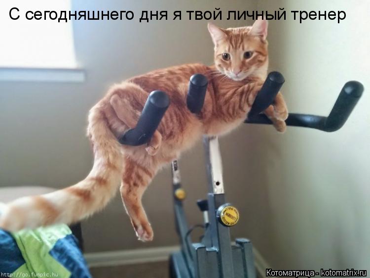 Котоматрица: С сегодняшнего дня я твой личный тренер
