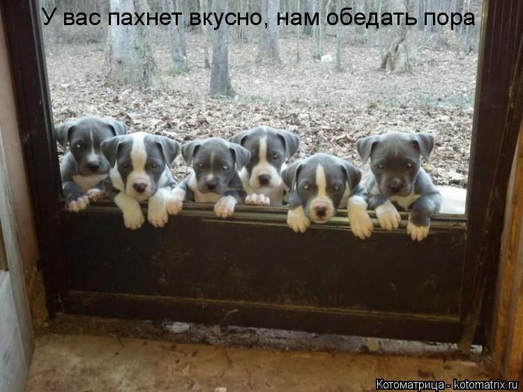 Котоматрица: У вас пахнет вкусно, нам обедать пора