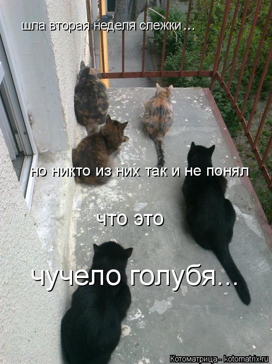 Котоматрица: шла вторая неделя слежки но никто из них так и не понял ... что это чучело голубя...