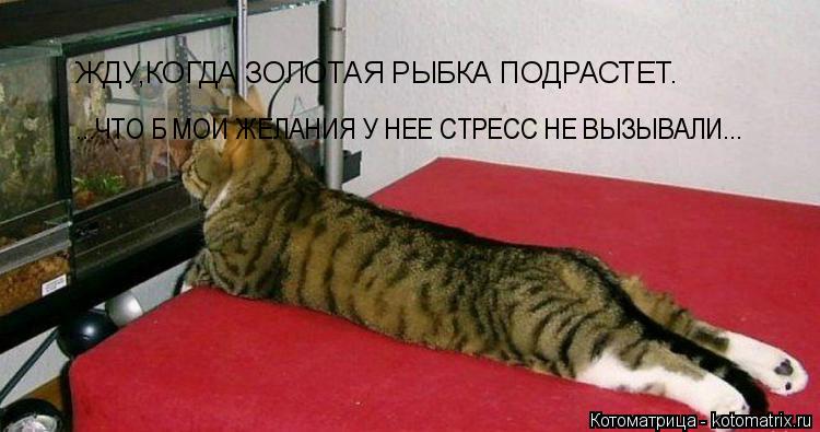 Котоматрица: ЖДУ,КОГДА ЗОЛОТАЯ РЫБКА ПОДРАСТЕТ. ...ЧТО Б МОИ ЖЕЛАНИЯ У НЕЕ СТРЕСС НЕ ВЫЗЫВАЛИ...