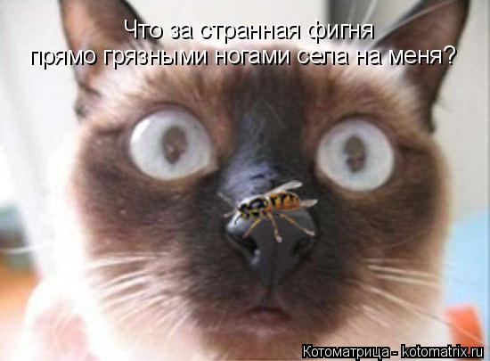 Что за странная фигня прямо грязными ногами села на меня?... Котоматрица: Что за странная фигня прямо грязными ногами села на меня?