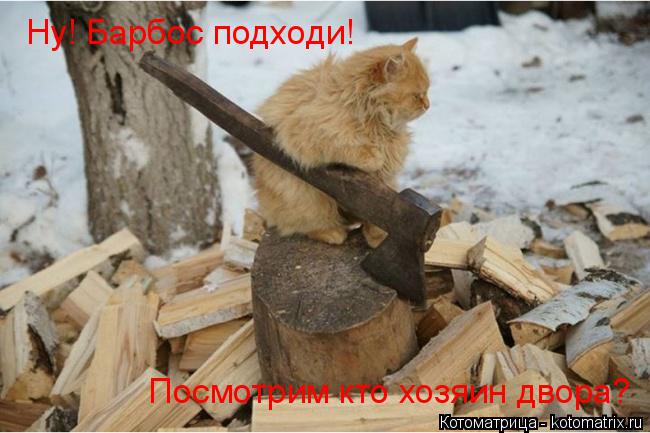 Ну! Барбос подходи! Посмотрим кто хозяин двора?... Котоматрица: Ну! Барбос подходи! Посмотрим кто хозяин двора?