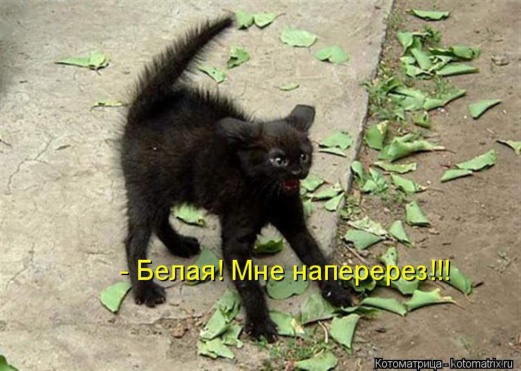 - Белая! Мне наперерез!!!... Котоматрица: - Белая! Мне наперерез!!!