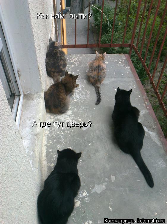 Котоматрица: А где тут дверь? Как нам  выти?