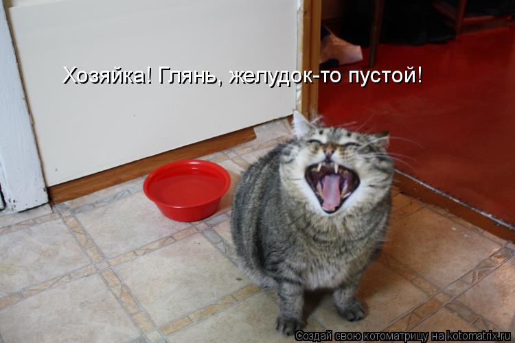 Котоматрица: Хозяйка! Глянь, желудок-то пустой!