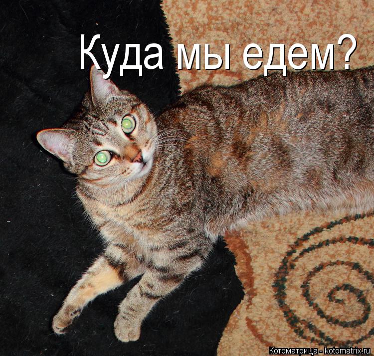 Котоматрица: Куда мы едем?