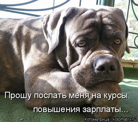Котоматрица: Прошу послать меня на курсы  повышения зарплаты...