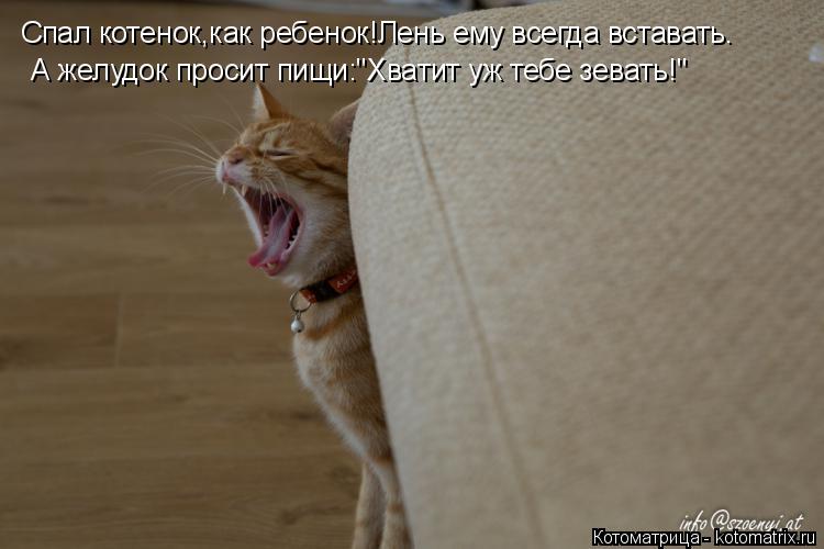 Котоматрица: Спал котенок,как ребенок!Лень ему всегда вставать. А желудок просит пищи:"Хватит уж тебе зевать!"