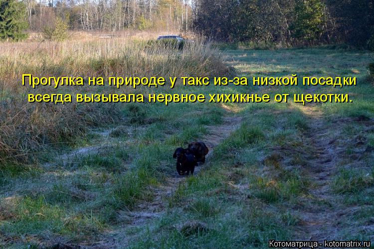 Котоматрица: Прогулка на природе у такс из-за низкой посадки всегда вызывала нервное хихикнье от щекотки.