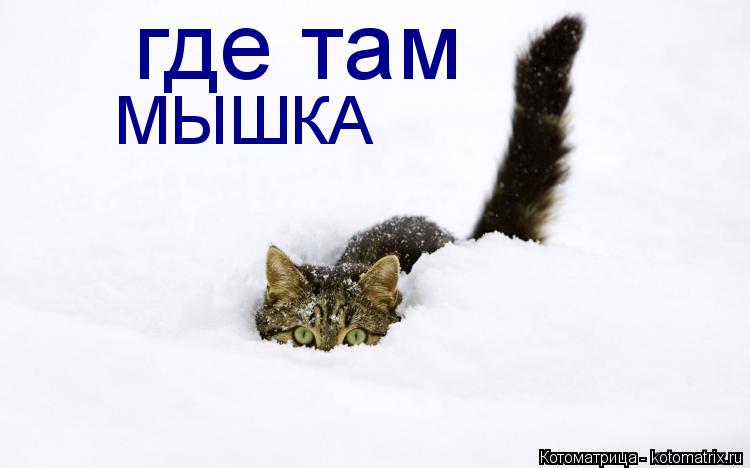 Котоматрица: где там  МЫШКА