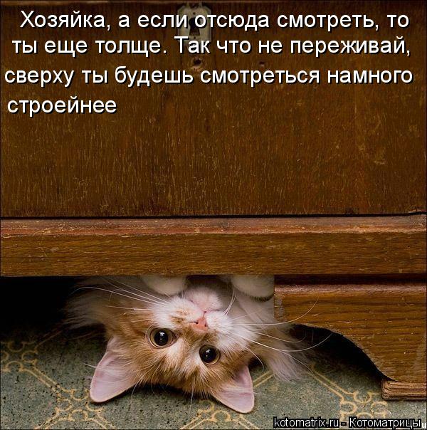 Котоматрица: Хозяйка, а если отсюда смотреть, то ты еще толще. Так что не переживай, сверху ты будешь смотреться намного строейнее