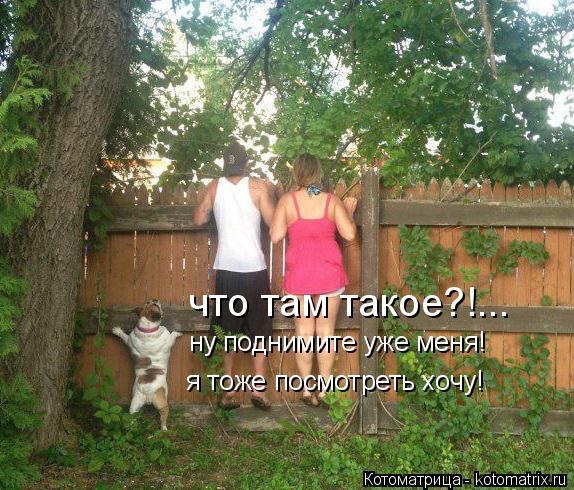 Котоматрица: что там такое?!... ну поднимите уже меня! я тоже посмотреть хочу!