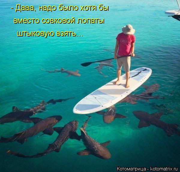 - Дааа, надо было хотя бы вместо совковой лопаты штыковую взять…... Котоматрица: - Дааа, надо было хотя бы вместо совковой лопаты штыковую взять…