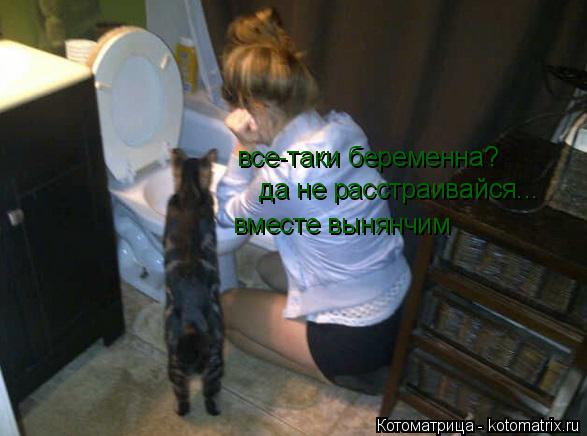 Котоматрица: все-таки беременна? да не расстраивайся... вместе вынянчим