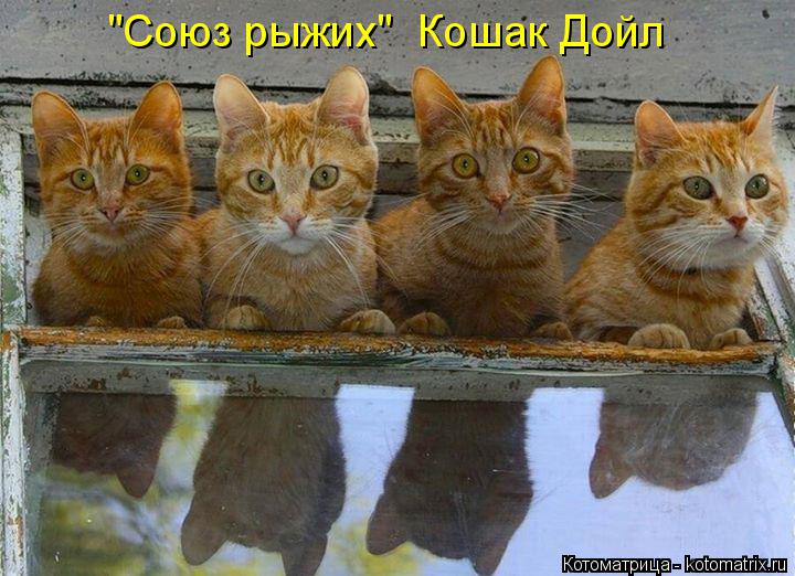 "Союз рыжих" Кошак Дойл... Котоматрица: "Союз рыжих" Кошак Дойл