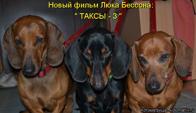 Котоматрица: Новый фильм Люка Бессона: " ТАКСЫ - 3 "