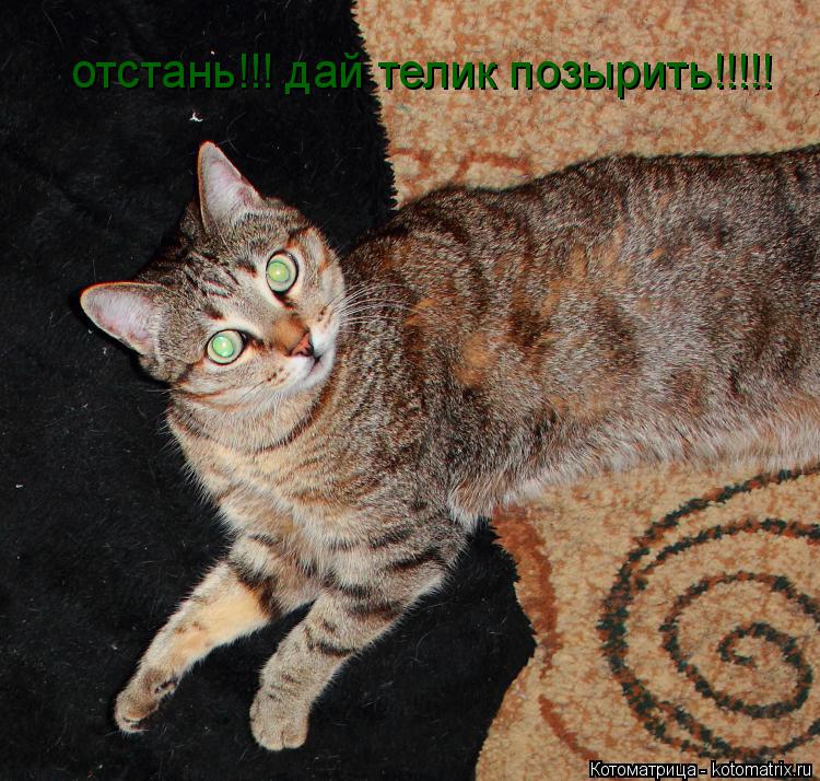 Котоматрица: отстань!!! дай телик позырить!!!!!