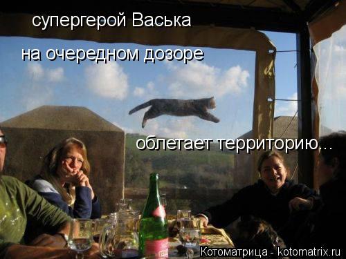 Котоматрица: супергерой Васька  на очередном дозоре  облетает территорию...