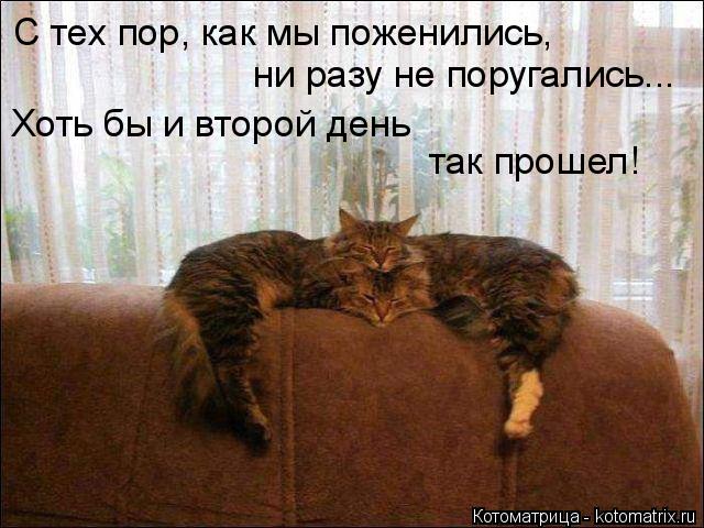 Котоматрица: С тех пор, как мы поженились, ни разу не поругались... Хоть бы и второй день так прошел!