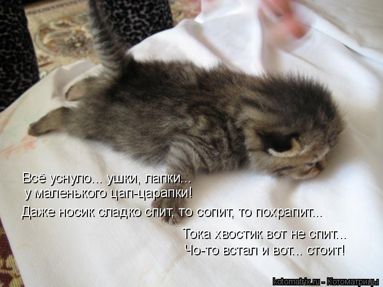 Котоматрица: Тока хвостик вот не спит... Чо-то встал и вот... стоит! Всё уснуло... ушки, лапки... у маленького цап-царапки! Даже носик сладко спит, то сопит, то п