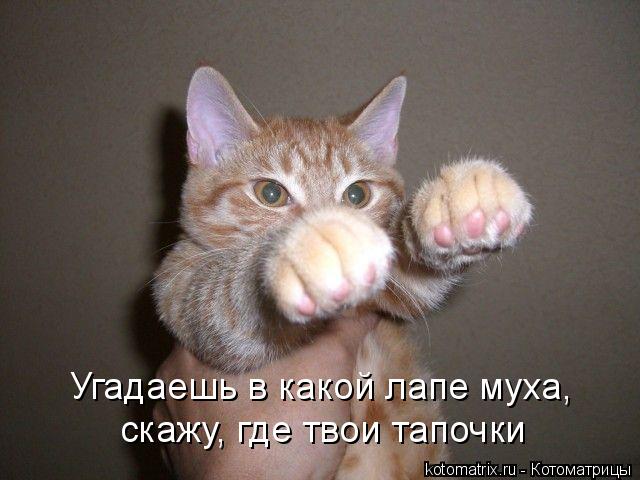 Котоматрица: Угадаешь в какой лапе муха, скажу, где твои тапочки