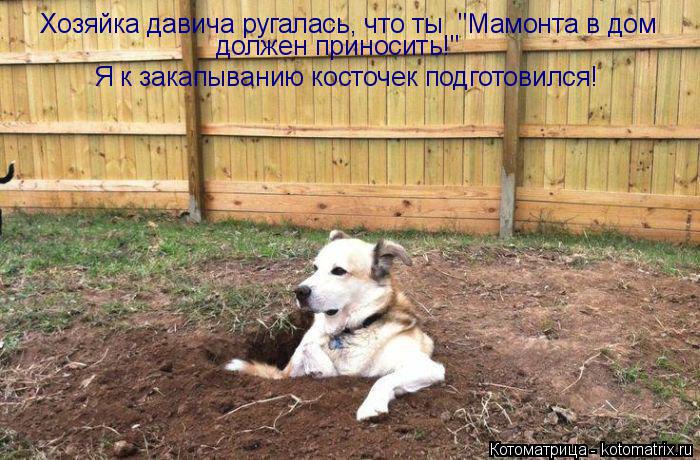 Котоматрица: Хозяйка давича ругалась, что ты  "Мамонта в дом  должен приносить!" Я к закапыванию косточек подготовился!