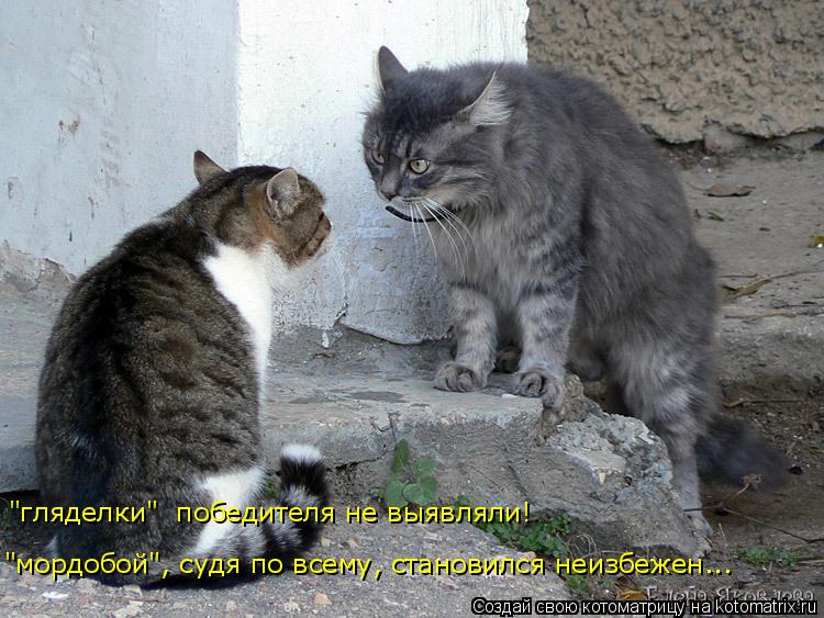 Котоматрица: "гляделки"  победителя не выявляли! "мордобой", судя по всему, становился неизбежен...