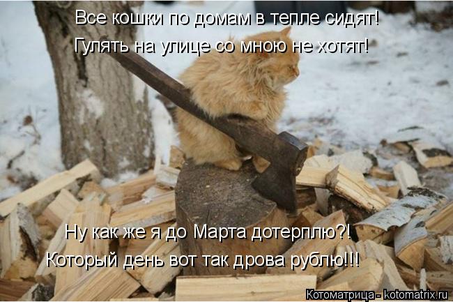 Котоматрица: Ну как же я до Марта дотерплю?! Который день вот так дрова рублю!!! Все кошки по домам в тепле сидят! Гулять на улице со мною не хотят!