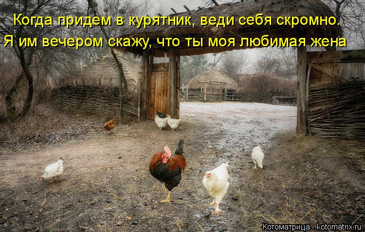 Котоматрица: Я им вечером скажу, что ты моя любимая жена Когда придем в курятник, веди себя скромно.