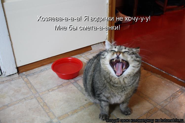 Котоматрица: Хозяева-а-а-а! Я водички не хочу-у-у! Мне бы смета-а-анки!