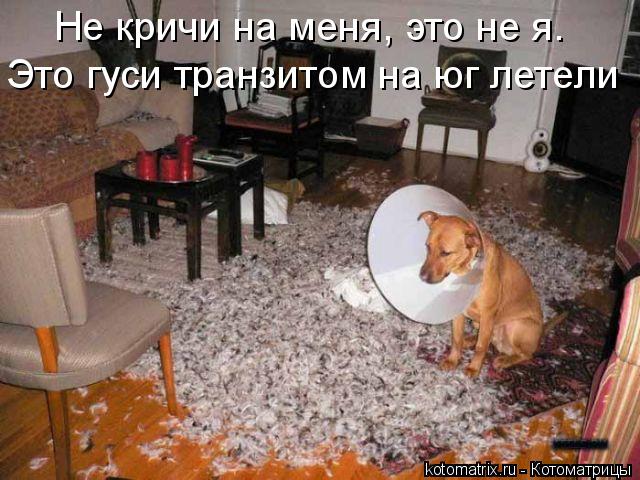 Котоматрица: Не кричи на меня, это не я. Это гуси транзитом на юг летели