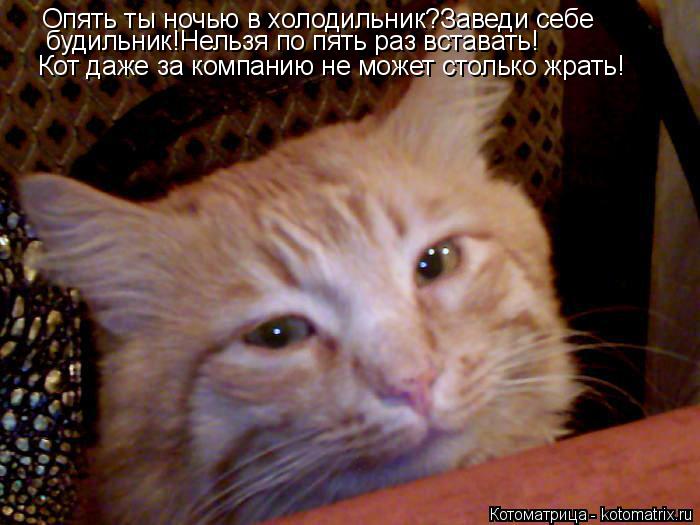 Котоматрица: Опять ты ночью в холодильник?Заведи себе  будильник!Нельзя по пять раз вставать! Кот даже за компанию не может столько жрать!