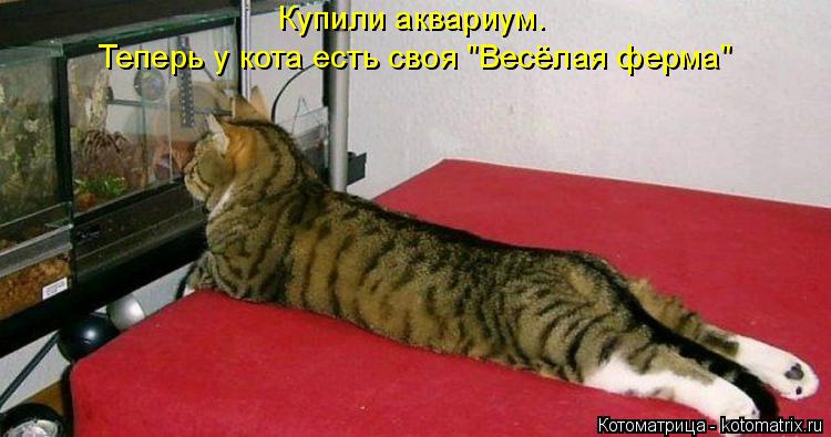 Котоматрица: Купили аквариум. Теперь у кота есть своя "Весёлая ферма"