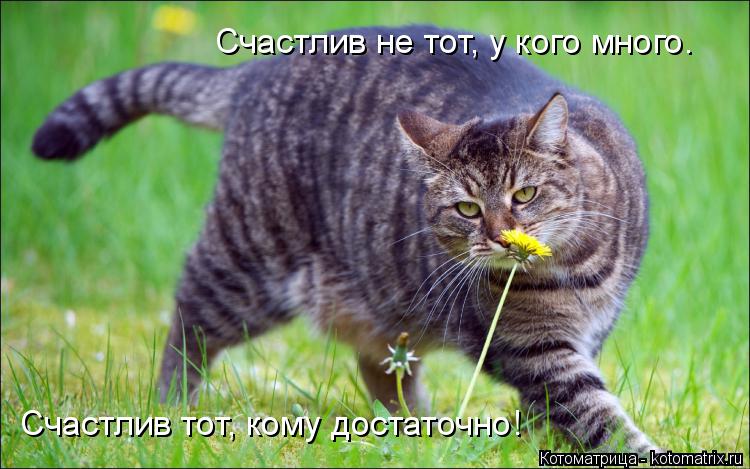 Котоматрица: Счастлив тот, кому достаточно!  Счастлив не тот, у кого много.
