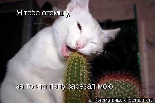 Котоматрица: Я тебе отомщу, за то что лапу зарезал мою