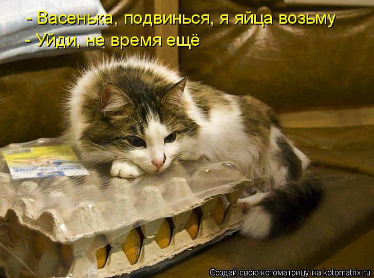 Котоматрица: - Васенька, подвинься, я яйца возьму - Уйди, не время ещё