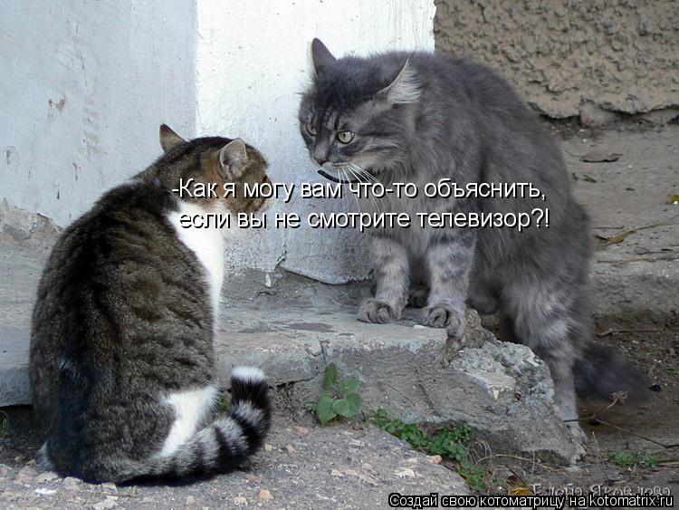 Котоматрица: -Как я могу вам что-то объяснить, если вы не смотрите телевизор?!