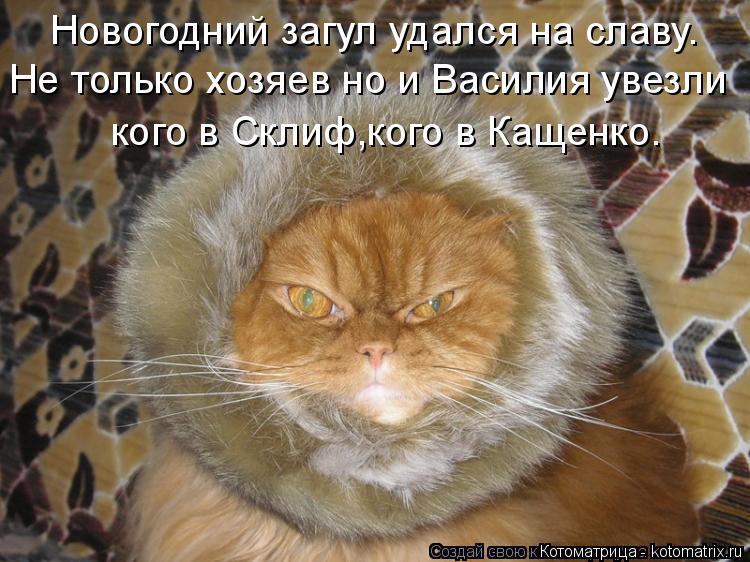 Новогодний загул удался на славу. Не только хозяев но и Василия увезли кого в Склиф,кого в Кащенко.... Котоматрица: Новогодний загул удался на славу. Не только хозяев но и Василия увезли кого в Склиф,кого в Кащенко.