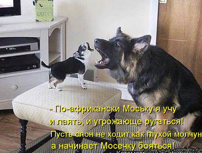 - По-африкански Моську я учу и лаять, и угрожающе ругаться! Пусть слон не ходит как глухой молчун, а ... Котоматрица: - По-африкански Моську я учу и лаять, и угрожающе ругаться! Пусть слон не ходит как глухой молчун, а начинает Мосечку бояться!