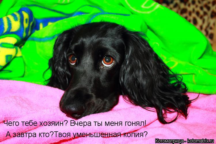 Чего тебе хозяин? Вчера ты меня гонял! А завтра кто?Твоя уменьшенная копия?... Котоматрица: Чего тебе хозяин? Вчера ты меня гонял! А завтра кто?Твоя уменьшенная копия?