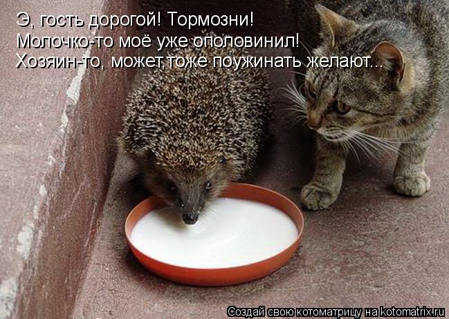 Э, гость дорогой! Тормозни! Молочко-то моё уже ополовинил! Хозяин-то, может,тоже поужинать желают...... Котоматрица: Э, гость дорогой! Тормозни! Молочко-то моё уже ополовинил! Хозяин-то, может,тоже поужинать желают...