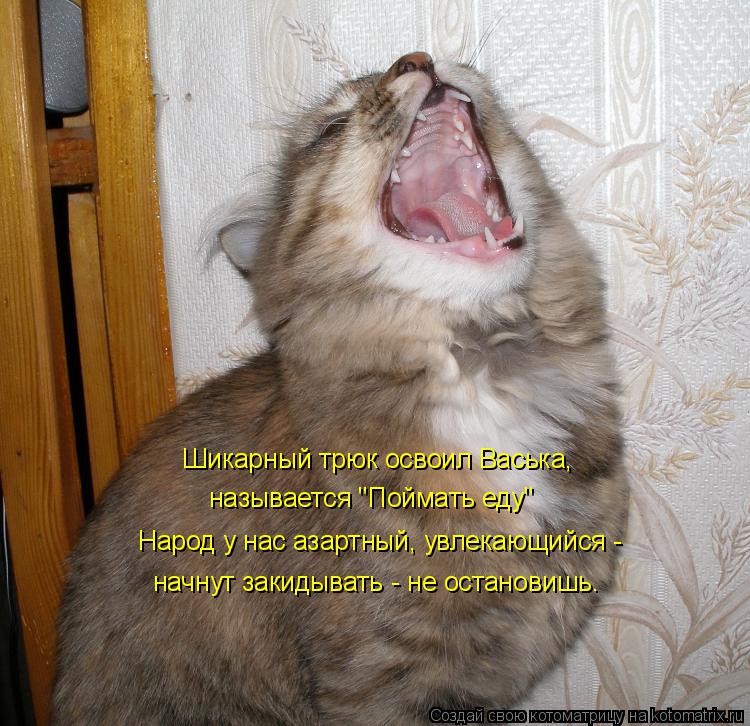 Шикарный трюк освоил Васька, называется "Поймать еду" Народ у нас азартный, увлекающийся - начнут за... Котоматрица: Шикарный трюк освоил Васька, называется "Поймать еду" Народ у нас азартный, увлекающийся - начнут закидывать - не остановишь.
